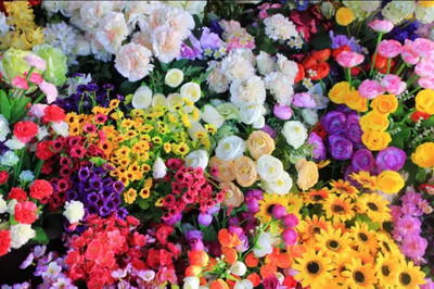 深圳小荷蘭 花卉仙境與機械設(shè)備交織的浪漫之旅