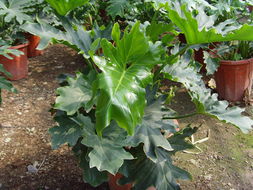 ?？谲缌芑ɑ芊N苗 為您的家居生活增添自然色彩