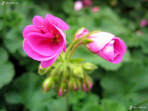合肥豐樂生態(tài)園 探訪華東最大精品花卉大觀園，賞花之余的家用電器隨拍之旅