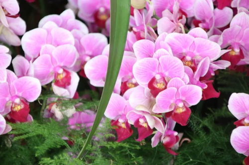 元旦祝福 自帶喜氣的綠植花卉，伴您走進(jìn)2019