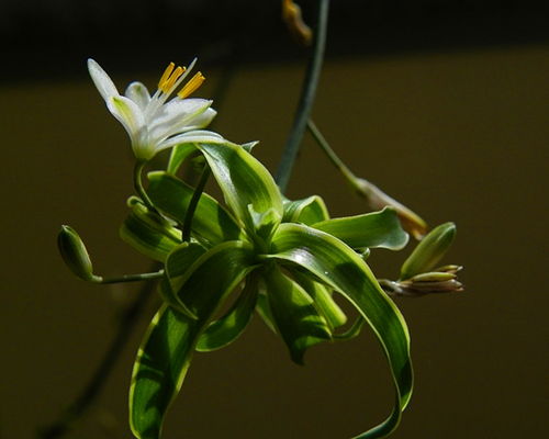 武漢鮮花與容器批發 玫瑰百合富貴竹，水培玻璃瓶與家電一站式采購