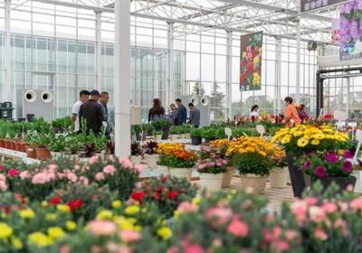 2億元！上海這個鎮靠侍弄花草實現高產出，“特色農產品”做成了商品花卉